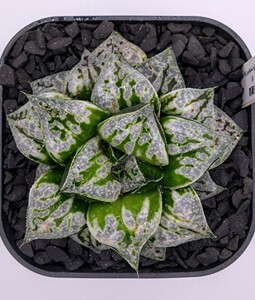 【子株】ハオルチア　‘［アイスキャンディカンタロープアイランド］伏魔殿’　多肉植物 ハオルチア Haworthia