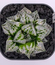 【子株】ハオルチア　‘［アイスキャンディカンタロープアイランド］伏魔殿’　多肉植物 ハオルチア Haworthia_画像1