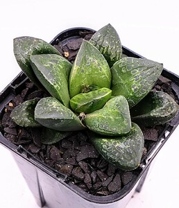 カンタロープアイランド交配種　ハオルチアhyb‘カンタロープアイランド×水晶コンプト’　 多肉植物 ハオルシア haworthia