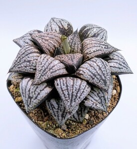 ハオルチア　ピクタ　‘白鳥×PA-1’ 多肉植物 ハオルシアhaworthia