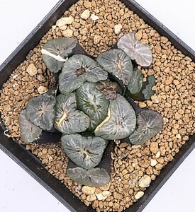 現品出品　ハオルチア　万象　‘ミレニアム’　カキコ付き　多肉植物 Haworthia ハオルシア