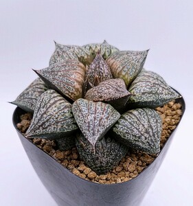 【レア】ハオルチア　ピクタ　‘PA−1’ 多肉植物 Haworthia ハオルシア