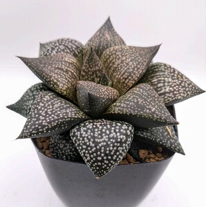  is oru Cheer pikta* sea .× sea ...* succulent plant Haworthia haworthia 