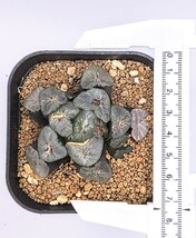 現品出品　ハオルチア　万象　‘ミレニアム’　カキコ付き　多肉植物 Haworthia ハオルシア_画像4