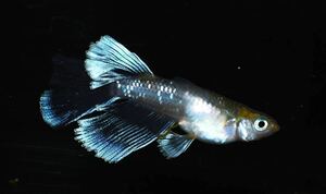 【メダカファーム本陣】【クロマージュ】リアルロングフィン　仔魚７匹+α（超極上種親画像）