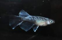 【メダカファーム本陣】【クロマージュ】リアルロングフィン　仔魚７匹+α（超極上種親画像）_画像7