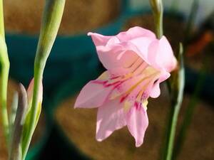 激レア！！　南ア小型球根 種子　Gladiolus brevifolius　グラジオラス・ブレビフォリウス　種子10粒