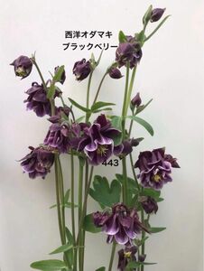 西洋オダマキ ブラックベリー 花の種　25粒