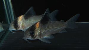 Corydoras Bargesty 4,5-5 см 1 животное-это оперативная цена решения! Доступна гарантия смерти! Пожалуйста, задайте вопрос о доставке и дополнительном подтверждении.