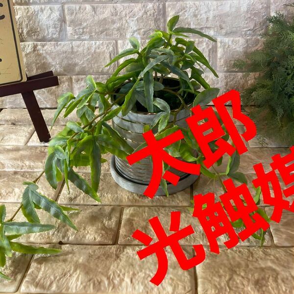 光触媒　人工観葉植物　ウォールグリーン　フェイクグリーン　テリスブッシュ花器付