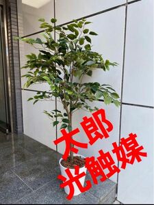 光触媒　人工観葉植物　ウォールグリーン　フェイクグリーン　ベンジャミン115