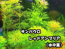 水草８種セット　はじめての人は特に水中葉がオススメ！水中葉のみ！ 簡単・入門種 【赤系美種・モス・ロタラ等】 無農薬　追加も可能_画像7