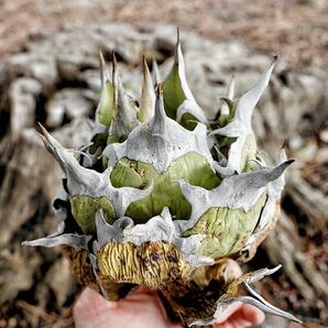 アガべ 選抜オアハカオテロイ 現地株 極太トップ チタノタ agave oteroiの画像2