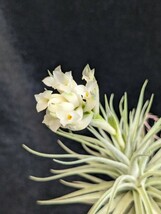 Tillandsia aeranthos var. alba ティランジア アエラントス アルバ_画像1