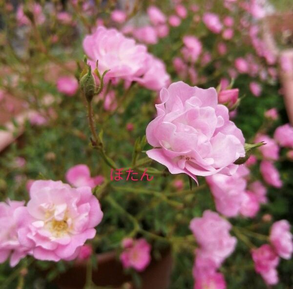 ①ミニ薔薇 株分け2株 ピンク 5月8日画像追加しました。