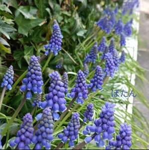 ムスカリ苗25本(小さいものもあり) 青紫色 耐寒性が強い 4-5 一部花が付いてます 現物写真です
