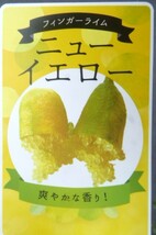 即決1980円 P♪柑橘系果樹苗フィンガーライム・ニューイエロー_画像1