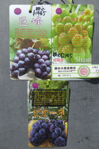  быстрое решение 3600 иен! фруктовое дерево рассада виноград * виноград собственный корень АО 3 вида комплект 