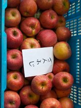 【数量限定】サンふじ 訳あり3kg 青森県産 りんご【6012】_画像1