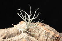 Tillandsia arhiza forma minor　ティランジア　ブロメリア_画像3