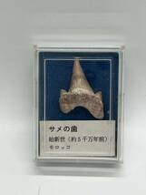 【1円〜】サメの歯　化石_画像1