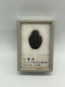 【1円〜】三葉虫　化石