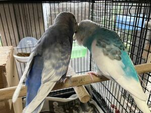 セキセイインコ有精卵２個　食用