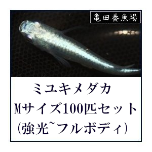 メダカ / ミユキめだか Mサイズ100匹セット (強光~フルボディ) 幹之めだか みゆきメダカ / 送料無料