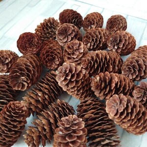 [ezomatsu25 piece *5~6cm] pine ..../....../ Christmas / New Year / decoration / arrange / hand made / lease / material H-98