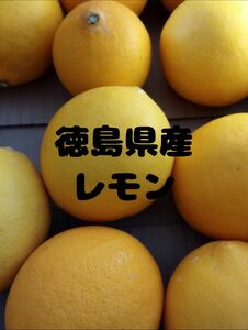 徳島県産レモン、八朔セット