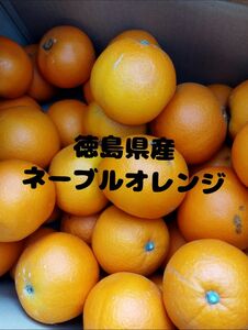 徳島県産ネーブルオレンジ、青島みかん　　