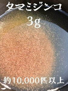 【3g】タマミジンコ約10,000匹　※段ボール発送　ミジンコ、メダカの餌、ゾウリムシ、PSB同梱可能　生クロレラで育つ