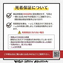 3月限定★業務用150匹【ミックスメダカ】【WGA】めだか 餌用 おまかせ ランダム 目高 生体 みゆき こうてい 幹之フルボディ 紅帝と同梱可_画像6