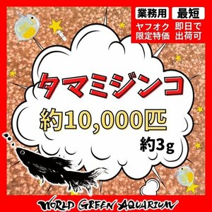 【送料無料】ミジンコ 【3g】タマミジンコ約10,000匹　※段ボール発送　ミジンコ、メダカの餌、ゾウリムシ、PSB同梱可能　生クロレラで育つ