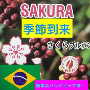 季節到来さくらブルボン1.5.kgコーヒ生豆！焙煎してません！簡単ハンドピック済みです！