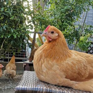 平飼い名古屋コーチンの卵10個入り