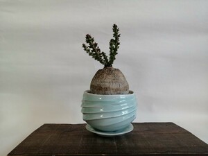 ユーフォルビア　デシドゥア　蓬莱島　発根済　現地球　＋　TOKY　池田麻人 Ryumyaku Bowl Pot（Celadon Light Blue）