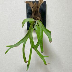 *... attaching *wi Lynn key / Platycerium / staghorn fern / board attaching / interior / decorative plant 9