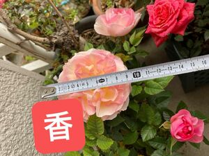 ミニ薔薇　1苗　大輪　香り