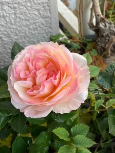 ミニ薔薇　四季咲く　良い香りA