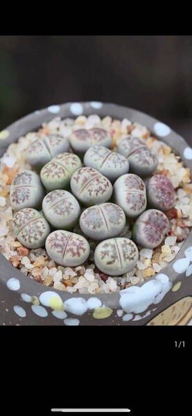 リトープス 多肉植物 麗虹玉10玉 ネコポス 匿名発送