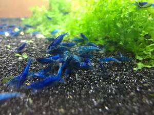 * dark blue shrimp 10 pcs 