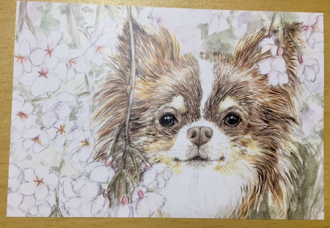 Original obra de arte dibujada a mano ilustración postal perro reproducción Chihuahua lengua de chocolate flor de cerezo perro ilustración acuarela [Shizuka Aoki], animal, Perro, perros en general