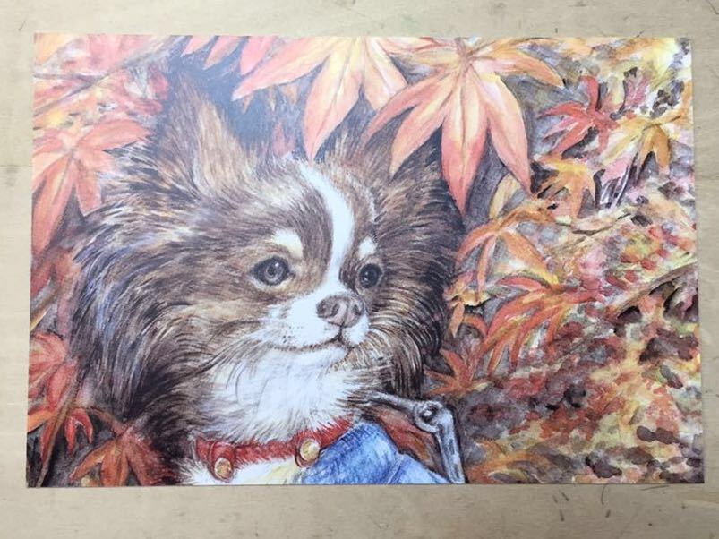 Ilustración dibujada a mano postal perro reproducción chihuahua acuarela [Aoki Shizuka], animal, Perro, perros en general