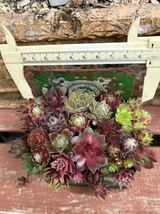 センペルビウム◆◇センペルの宝石箱5苗オマケ◆◇ Sempervivum 多肉植物センペル丼根付苗★連休前速達サービス他同梱可能_画像5