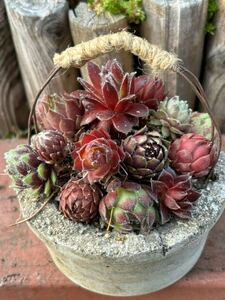 センペルビウム◆◇ 大きさ色々彩り13種以上盛り盛り◆◇ 根付きカット苗Sempervivum 多肉植物8cm鉢の上に置いています。