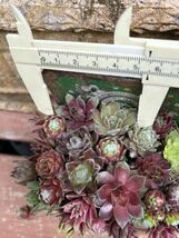 センペルビウム◆◇センペルの宝石箱5苗オマケ◆◇ Sempervivum 多肉植物センペル丼根付苗★連休前速達サービス他同梱可能_画像3