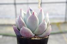 【人気種】エケベリア コロラータ タパルパ Echeveria colorata f. Tapalpa 多肉植物 自家繁殖苗 _画像2