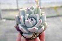 【人気種】エケベリア コロラータ タパルパ Echeveria colorata f. Tapalpa 多肉植物 自家繁殖苗 _画像4