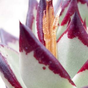 【人気種】エケベリア アガボイデス 'エボニー スーパークローン’ Echeveria agavoides 'Evony Super Clone' 多肉植物 自家繁殖苗の画像2